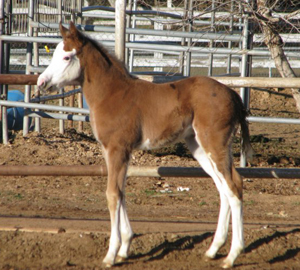 2008 foal by GQ Esquire
